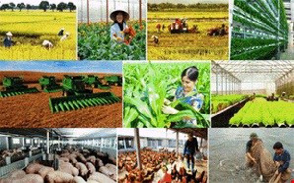 Chính sách mới về hỗ trợ bảo hiểm nông nghiệp