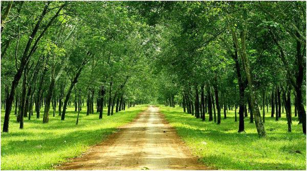 Tây Nguyên không mở rộng diện tích cây cao su